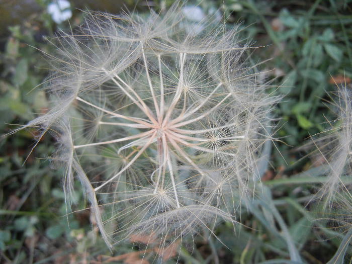 Tragopogon dubius (2012, July 10) - Tragopogon dubius_Salsify