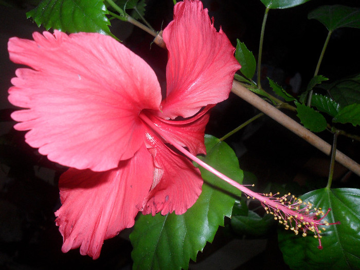 Hibiscus Archerii ( Rouge Tropique? )