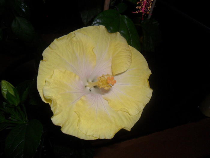 Hibiscus Emily - Hibiscus 2012-1