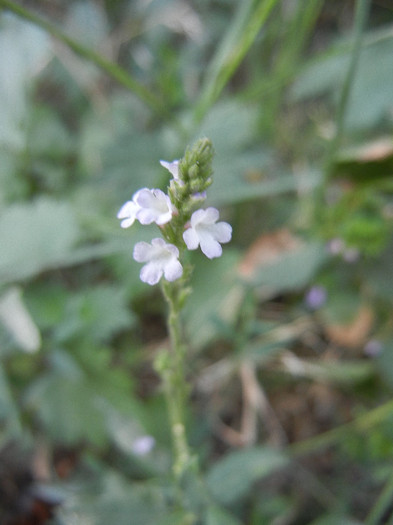 Common Vervain (2012, July 10) - Verbena officinalis_Vervain