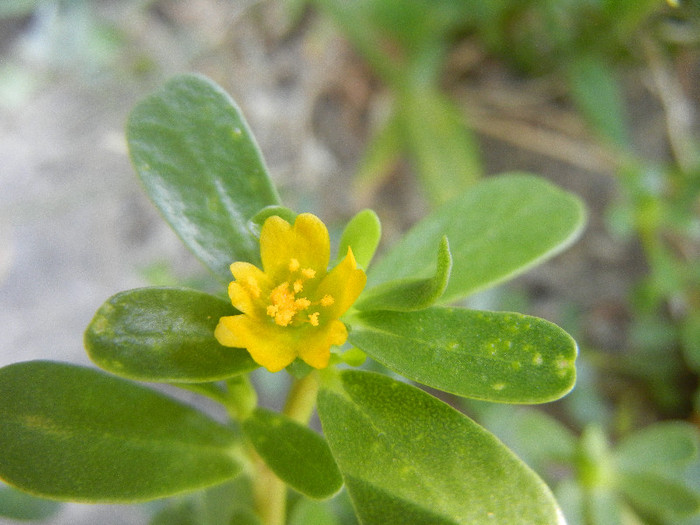 Portulaca oleracea (2012, July 12) - Portulaca oleracea