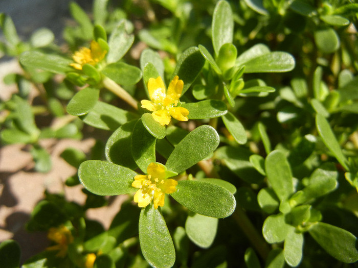 Garden Purslane (2012, July 12) - Portulaca oleracea