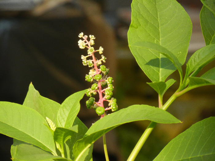 Phytolacca americana (2012, July 11) - Phytolacca americana