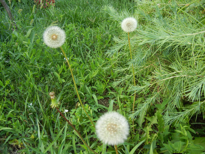 Dandelion (2012, July 01) - Taraxacum officinale_Dandelion