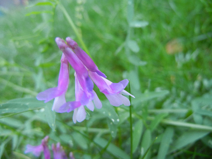 Vicia villosa (2012, July 03)