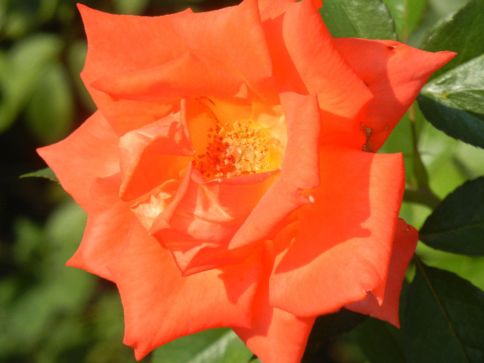 Rose Monica (2012, July 11) - Rose Monica