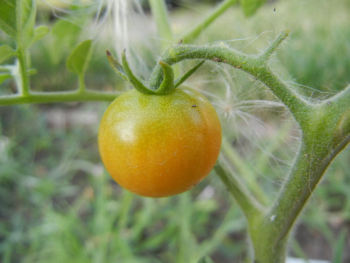 Tomato Sweet Baby (2012, July 06)
