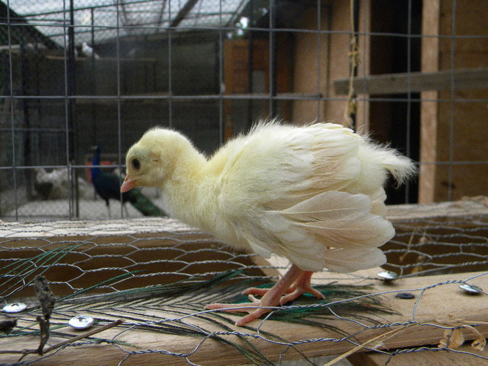 am scapat, ma duc la tata