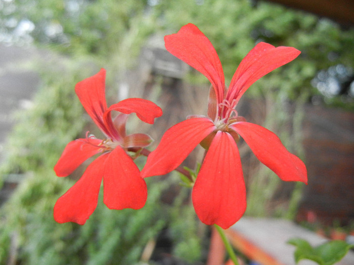 Mini Cascade Red (2012, July 11) - Ivy-geranium Mini Cascade Red