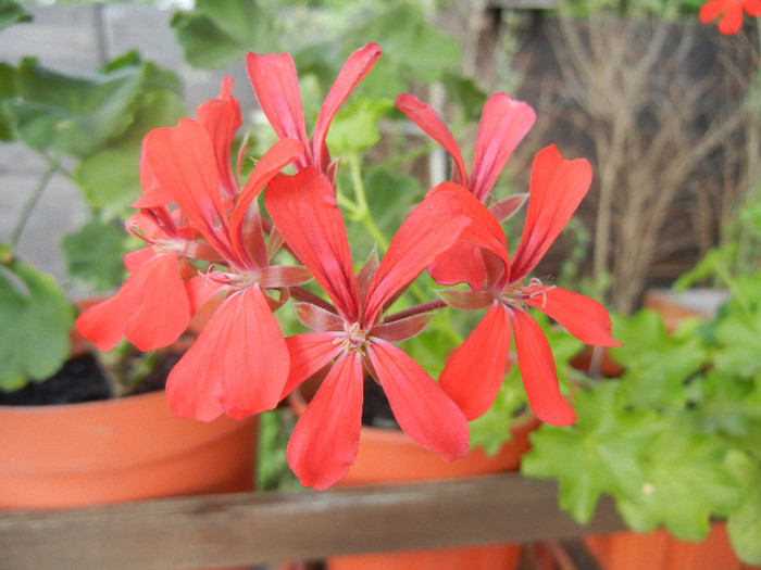 Mini Cascade Red (2012, July 11) - Ivy-geranium Mini Cascade Red