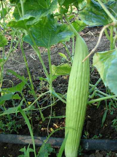 Armenian cucumber - Gradina de legume