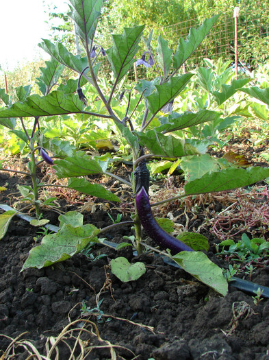 Fenguyan Purple - Gradina de legume