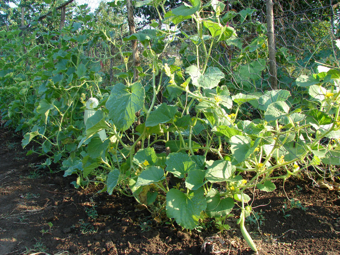 DSC00341 - Gradina de legume