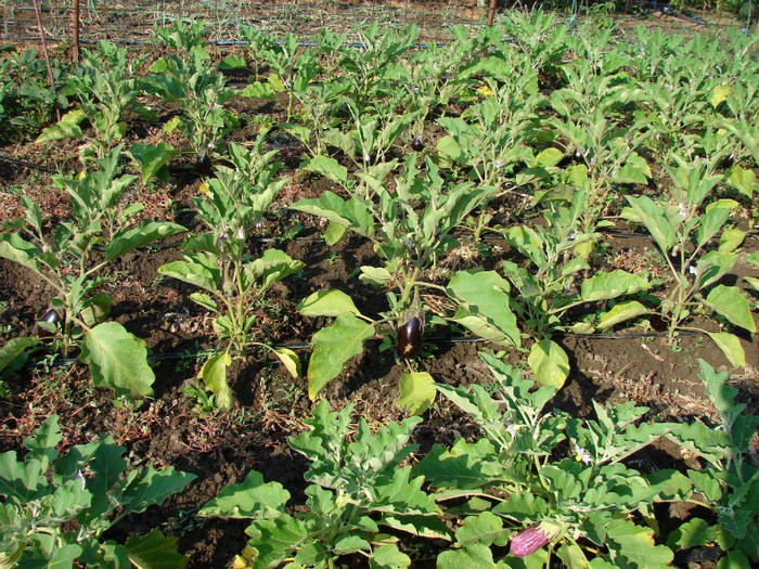 DSC00342 - Gradina de legume