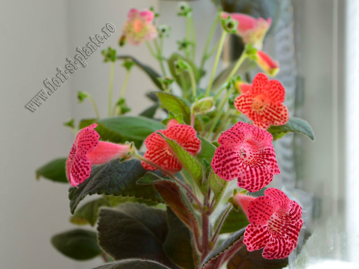 Kohleria; 2012
