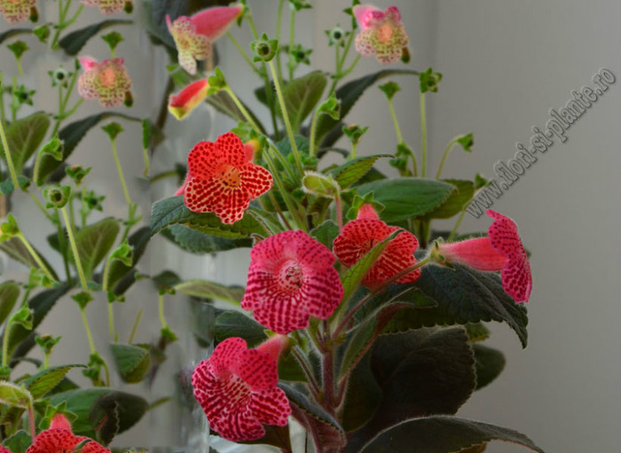 Kohleria; 2012
