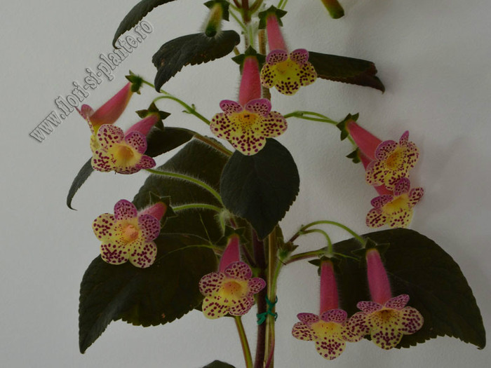 Kohleria Goliat; 2012
