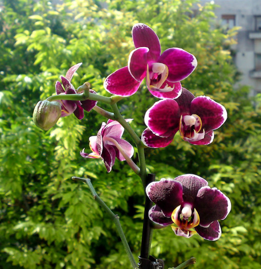  - Orhidee iul