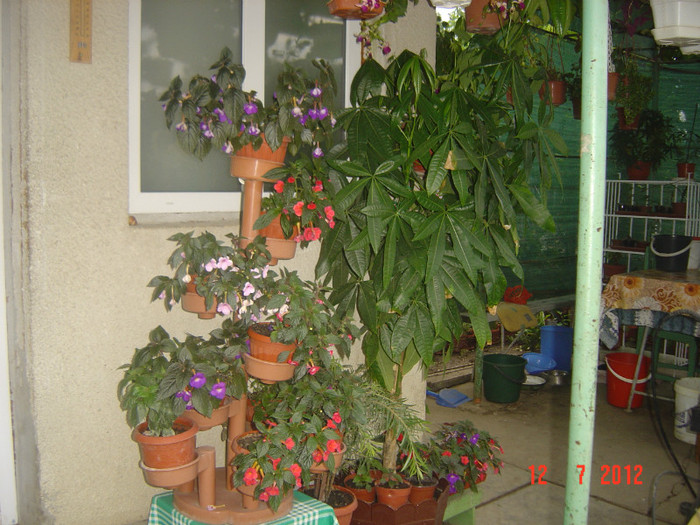poze 1277 - 2011-2012 CURTEA MEA