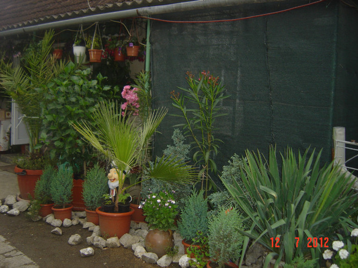 poze 1278 - 2011-2012 CURTEA MEA