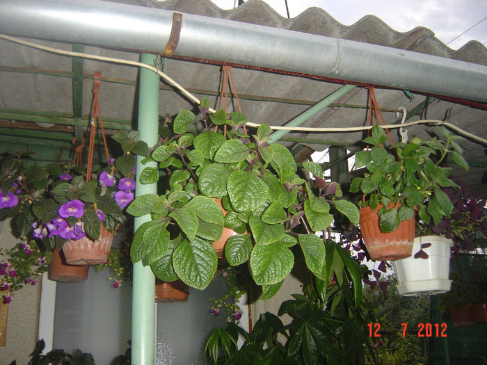 poze 1282 - 2011-2012 CURTEA MEA