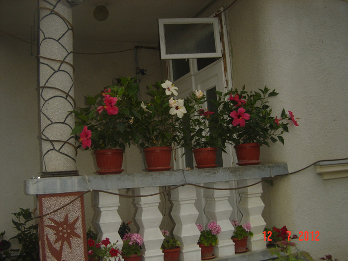poze 1307 - 2011-2012 CURTEA MEA