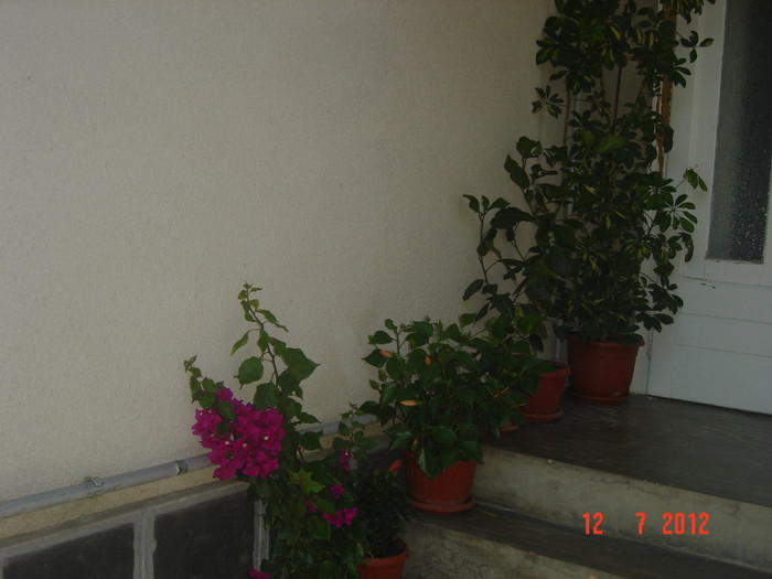 poze 1309 - 2011-2012 CURTEA MEA