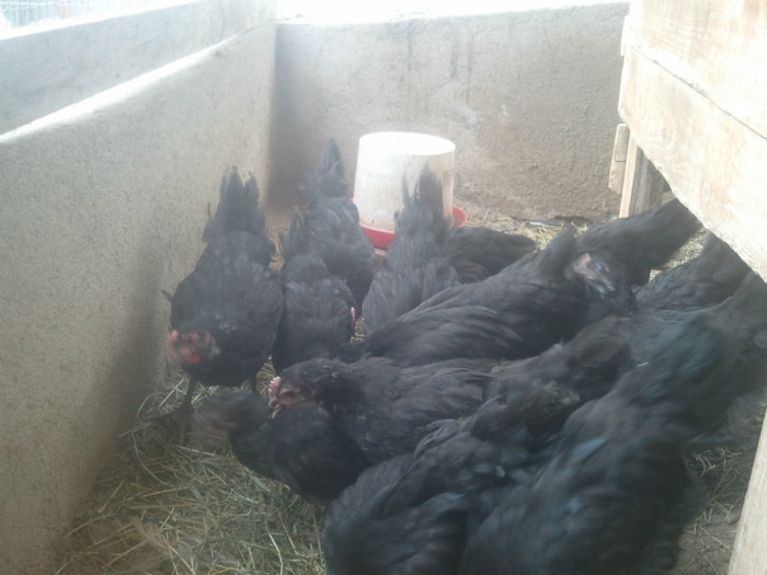 2012-07-12 13.20.12 - Australorp