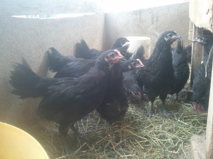 2012-07-12 13.20.31 - Australorp