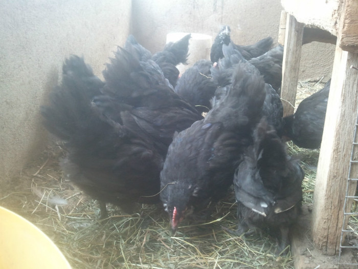 2012-07-12 13.21.04 - Australorp