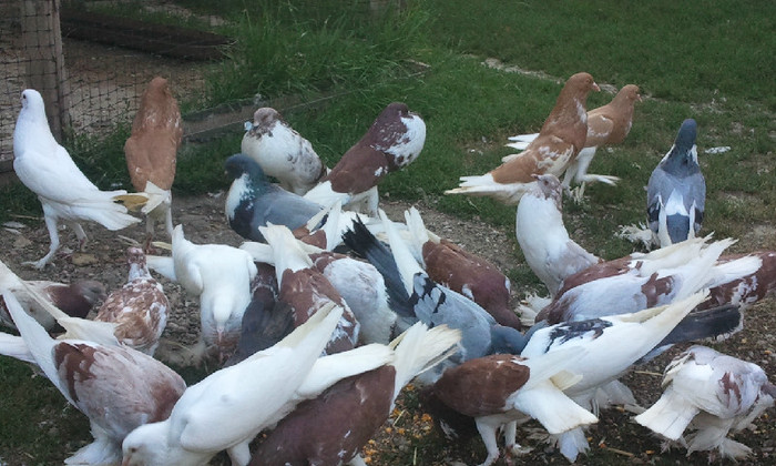 2012-07-12 19.57.28 - porumbei gusati de vanzare