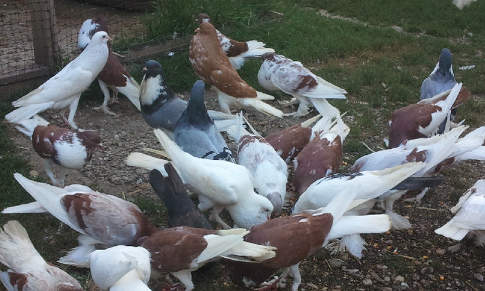 2012-07-12 19.57.48 - porumbei gusati de vanzare
