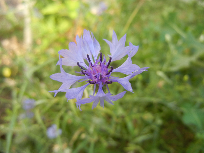 Centaurea cyanus Blue (2012, July 11)