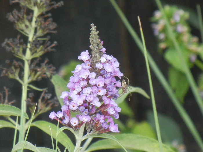 Buddleja Border Beauty (2012, Jul.11)