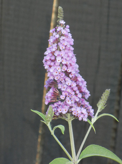 Buddleja Border Beauty (2012, Jul.11)