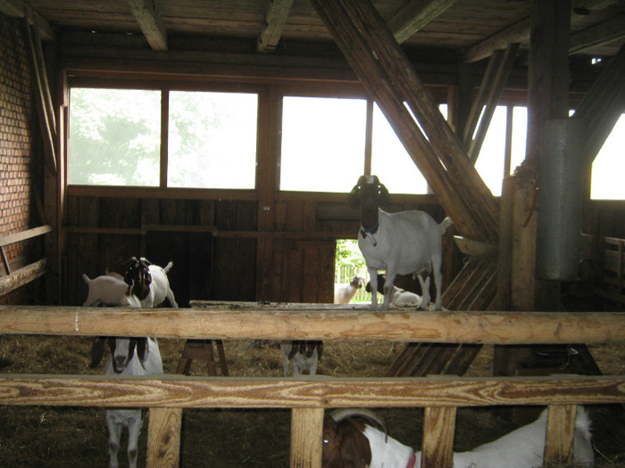 25 de capre boer de vanzare