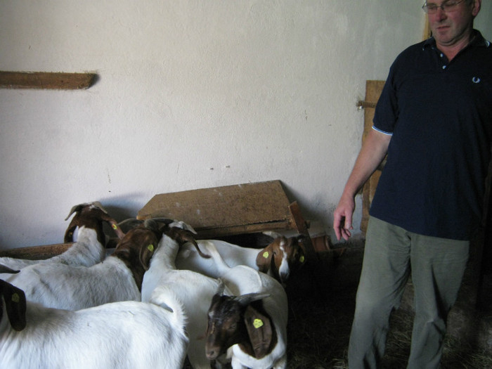 domn-Josef intra in pensie - de vinzare