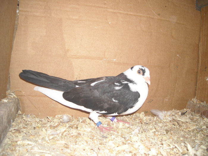 Dat in Braila la Ionut - D- Porumbei JUCATORI DE GALATI VANDUTI Album 1