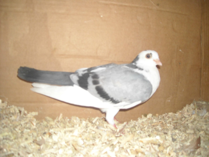 Dat in Braila la Ionut - D- Porumbei JUCATORI DE GALATI VANDUTI Album 1