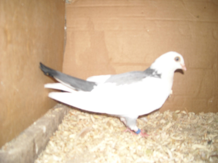 Dat in Braila la Ionut - D- Porumbei JUCATORI DE GALATI VANDUTI Album 1