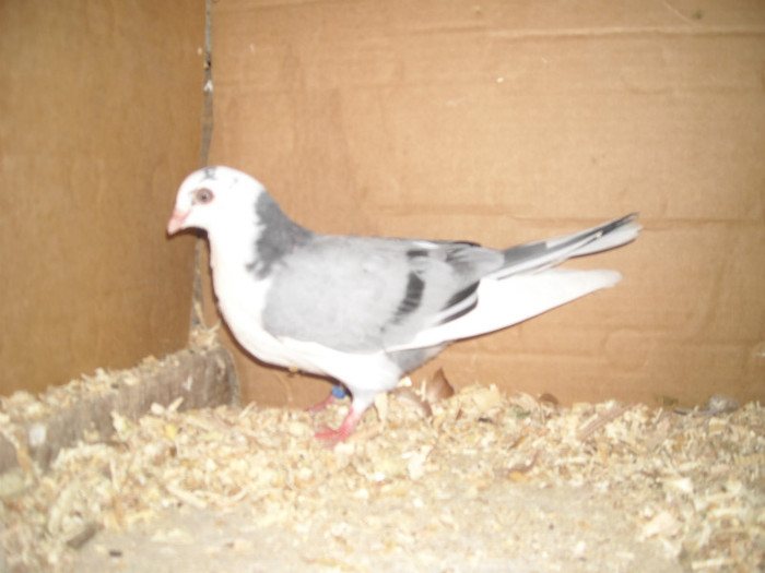 Dat in Braila la Ionut - D- Porumbei JUCATORI DE GALATI VANDUTI Album 1