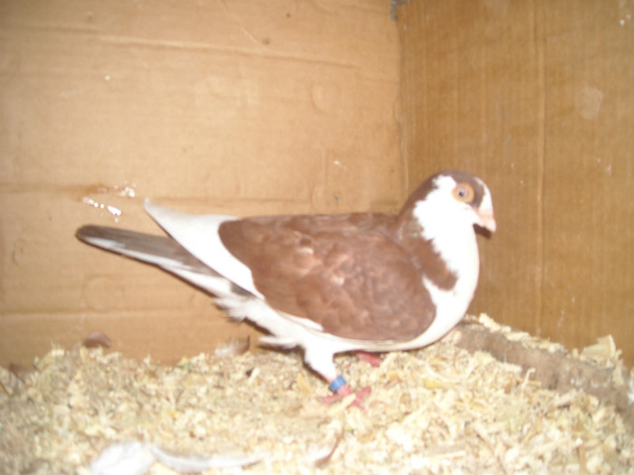 Dat in Braila la Ionut - D- Porumbei JUCATORI DE GALATI VANDUTI Album 1