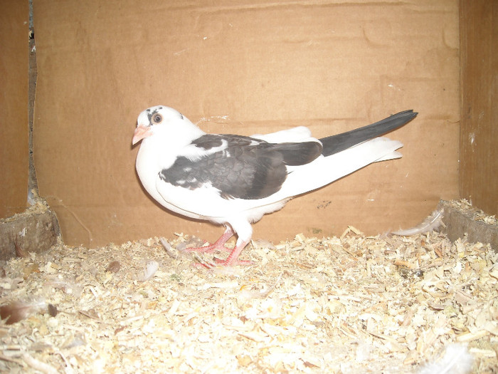 Dat in Braila la Ionut - D- Porumbei JUCATORI DE GALATI VANDUTI Album 1