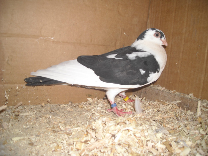 Dat in Braila la Ionut - D- Porumbei JUCATORI DE GALATI VANDUTI Album 1