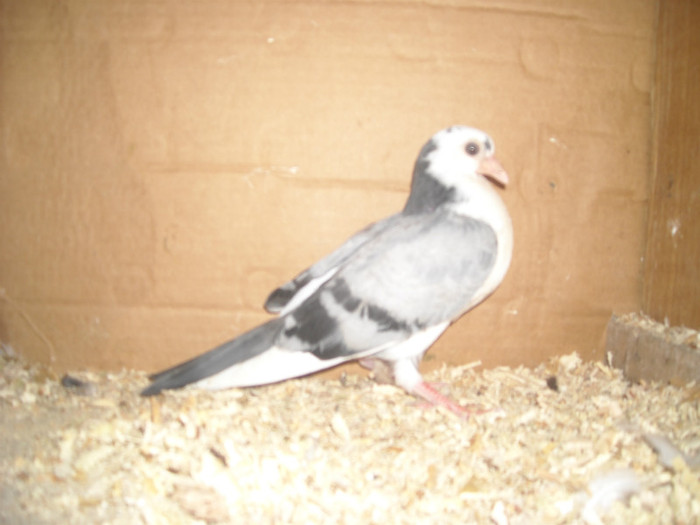 Dat in Braila la Ionut - D- Porumbei JUCATORI DE GALATI VANDUTI Album 1