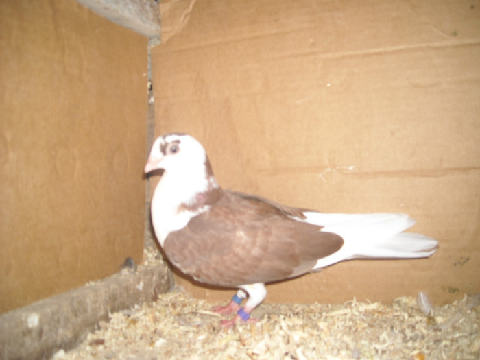 Dat in Braila la Ionut - D- Porumbei JUCATORI DE GALATI VANDUTI Album 1