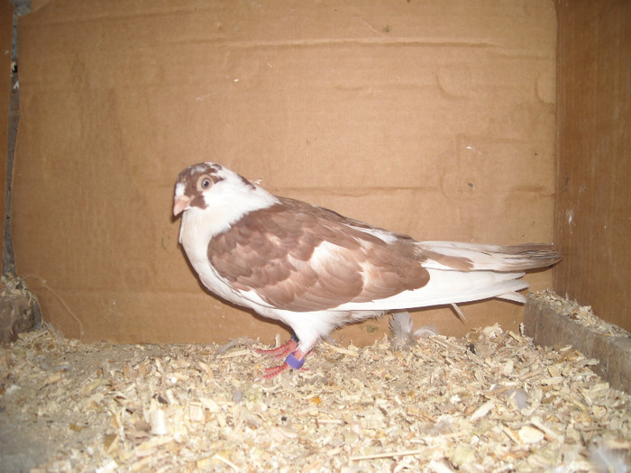 Dat in Braila la Ionut - D- Porumbei JUCATORI DE GALATI VANDUTI Album 1