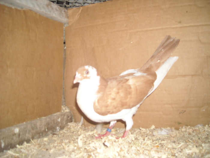 Dat in Braila la Ionut - D- Porumbei JUCATORI DE GALATI VANDUTI Album 1