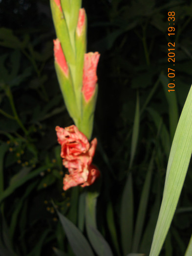 DSCN1609 - Gladiole 2012