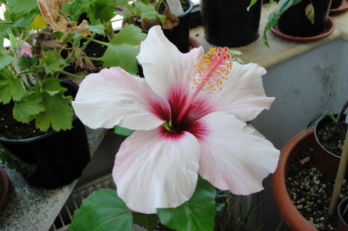 hibi Natal - B-hibiscus-2012 3